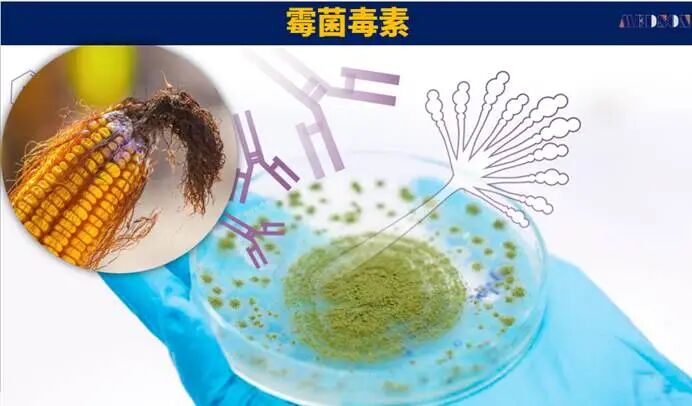 网站 中度可信度描述已自动生成
