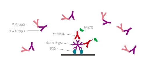 IgG/RF吸附剂，在体外诊断领域推荐用于IgM抗体检测产品试剂盒开发与生产中