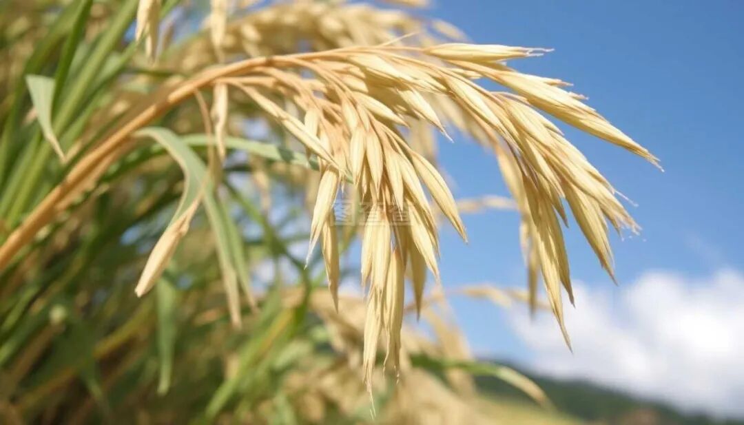 【科普讲堂】3种“绿色试剂”,改写化学的环保密码