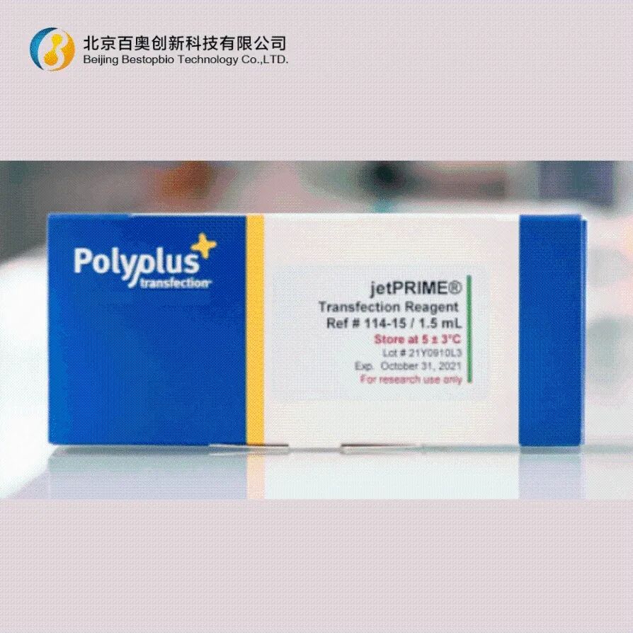 难转染细胞救星!jetPRime 转染试剂,让实验少走弯路!
