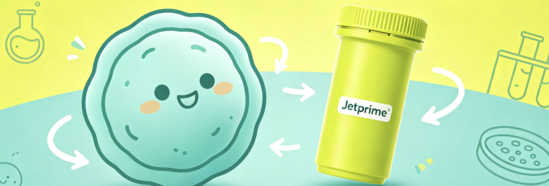 难转染细胞救星!jetPRime 转染试剂,让实验少走弯路!