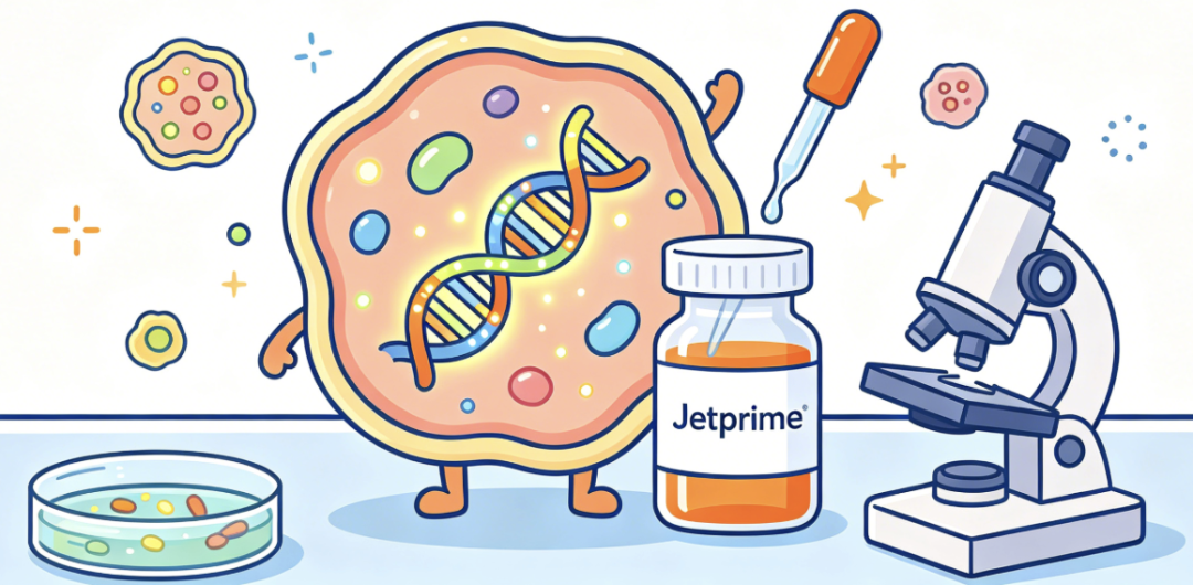 难转染细胞救星!jetPRime 转染试剂,让实验少走弯路!