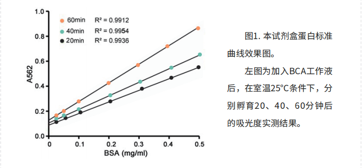 上新|BCA蛋白浓度测定试剂盒