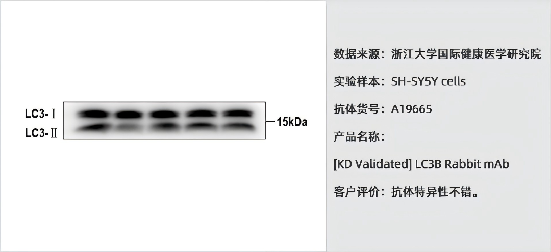 一支抗体,如何让“实验重复不出来”的噩梦成为过去?