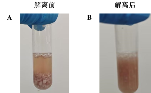 小鼠脑组织解离试剂盒技术原理与实验应用全解析