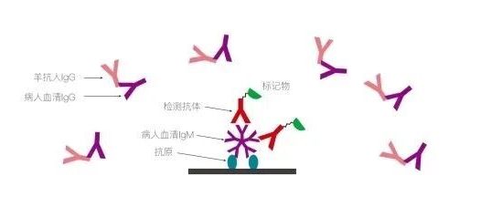 IgG/RF吸附剂，在体外诊断领域推荐用于IgM抗体检测产品试剂盒开发与生产中
