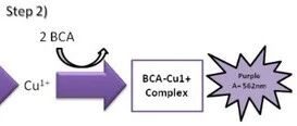 生物实验室的蛋白定量“金标准”：BCA试剂盒完全解析
